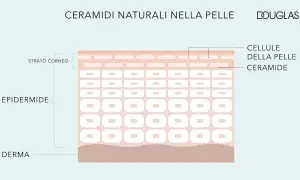 Le ceramidi si trovano nello strato corneo dell'epidermide, essenziali per la barriera cutanea.