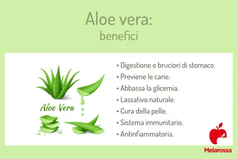 Aloe vera: benefici per digestione, pelle e sistema immunitario. La pianta è mostrata con foglie tagliate e gel.