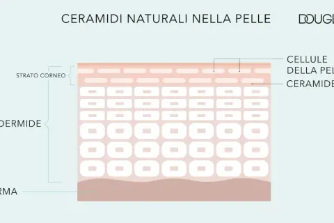Le ceramidi si trovano nello strato corneo dell'epidermide, essenziali per la barriera cutanea.