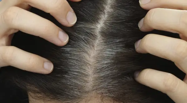 Mani che separano i capelli scuri per mostrare la ricrescita grigia, un primo piano utile per capire come applicare la tinta sulla ricrescita da sola.