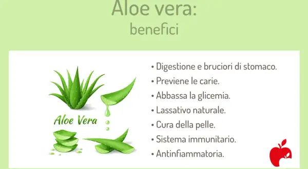 Aloe vera: benefici per digestione, pelle e sistema immunitario. La pianta è mostrata con foglie tagliate e gel.