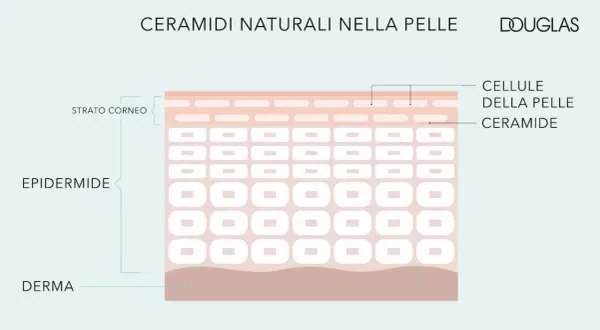 Le ceramidi si trovano nello strato corneo dell'epidermide, essenziali per la barriera cutanea.