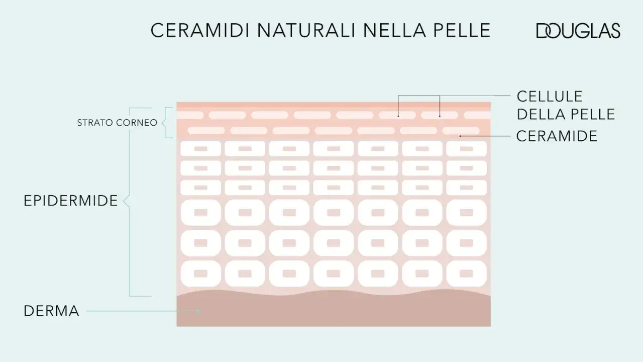 Diagramma della pelle che mostra dove si trovano le ceramidi: nello strato corneo, tra le cellule dell'epidermide.