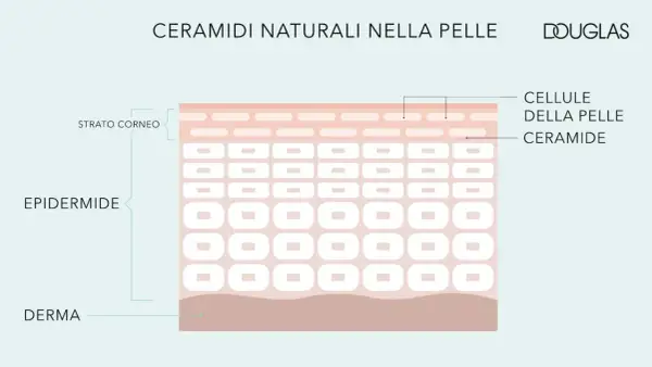 Le ceramidi si trovano nello strato corneo dell'epidermide, essenziali per la barriera cutanea.